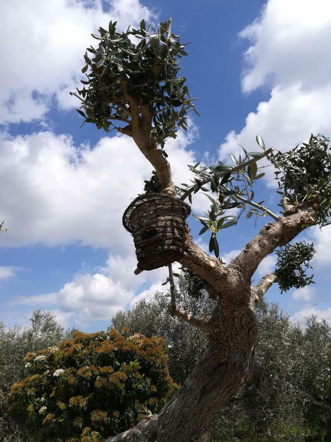 Trullo Monte Del Sale Guest House Alberobello Ngoại thất bức ảnh